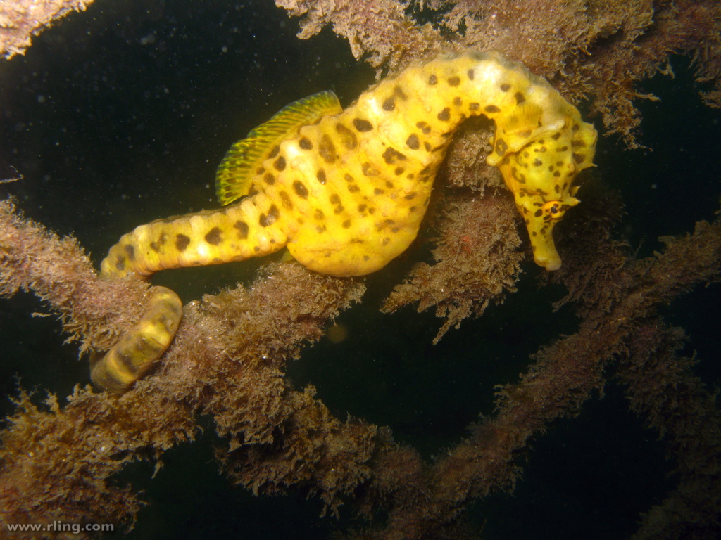 Hippocampus bleekeri